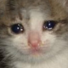 :sadcat: :sadcat: